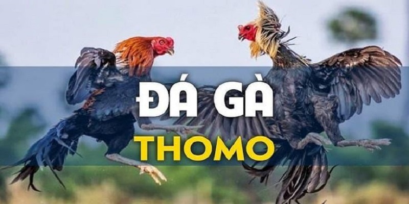 Đá Gà Trực Tuyến Thomo – Sân chơi cá độ hàng đầu Việt Nam